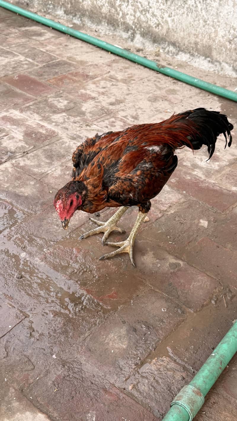 Pakoya cross 4
