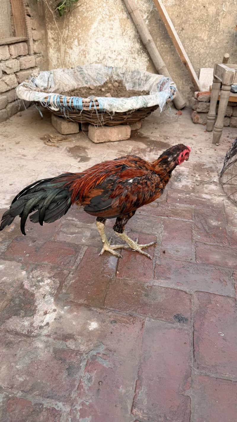Pakoya cross 5