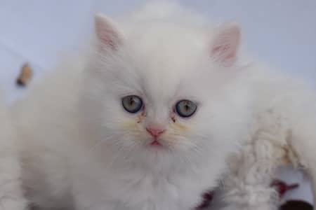 Tripple coated persian kitten