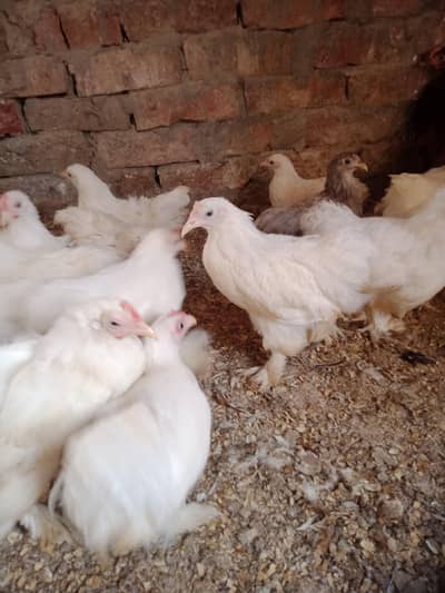 Bantam chicks
