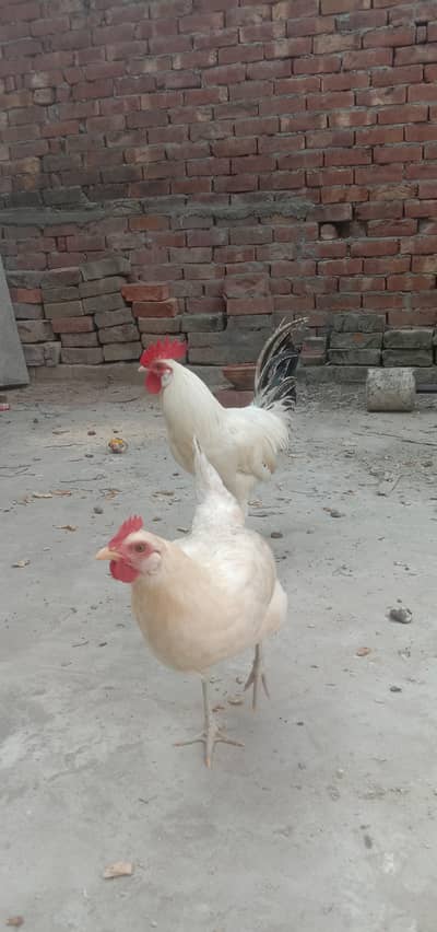 pure desi hens pair