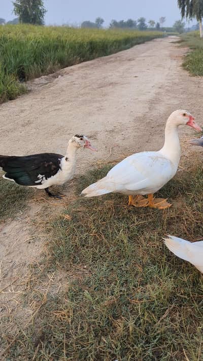 Muscovy  ducks