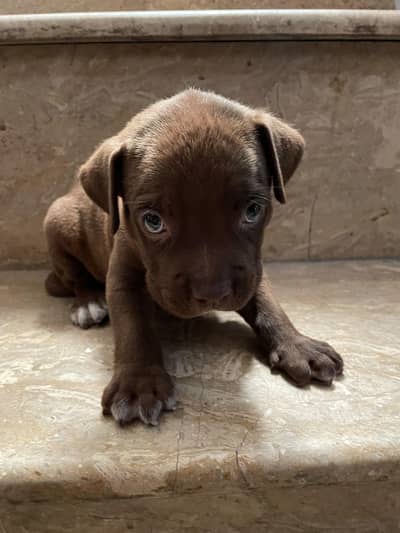 pitbull puppy