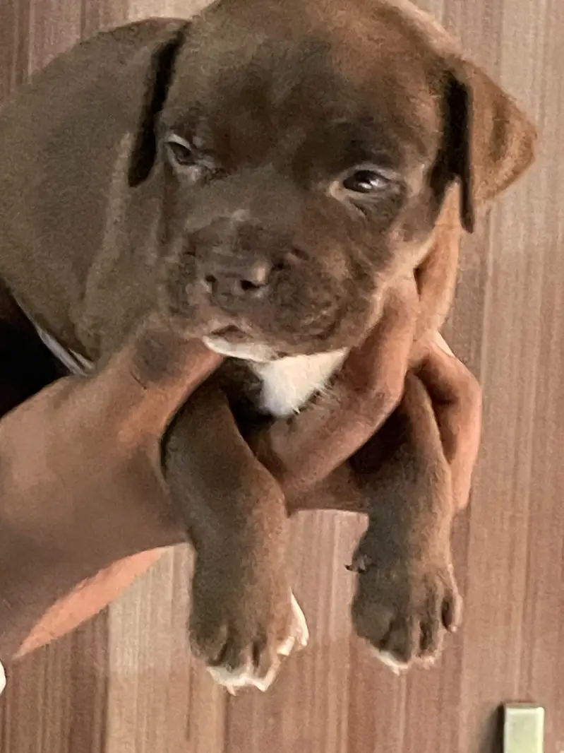 pitbull puppy — photo 2
