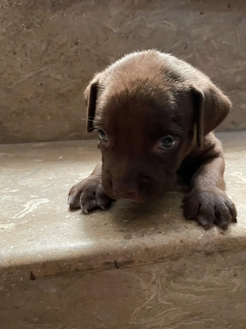 pitbull puppy — photo 3