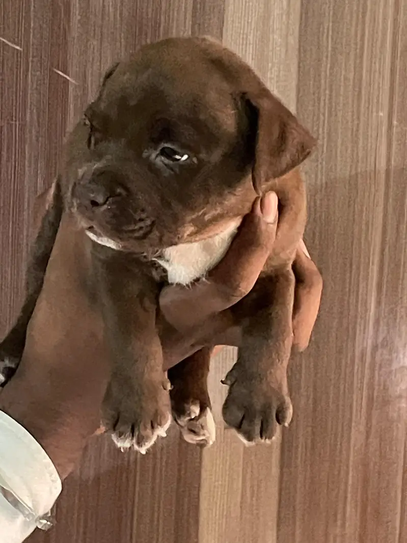 pitbull puppy — photo 4
