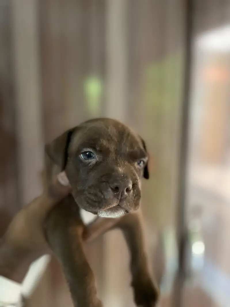 pitbull puppy — photo 5