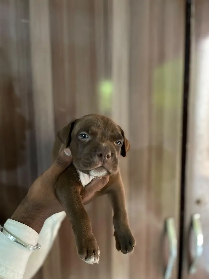 pitbull puppy — photo 6
