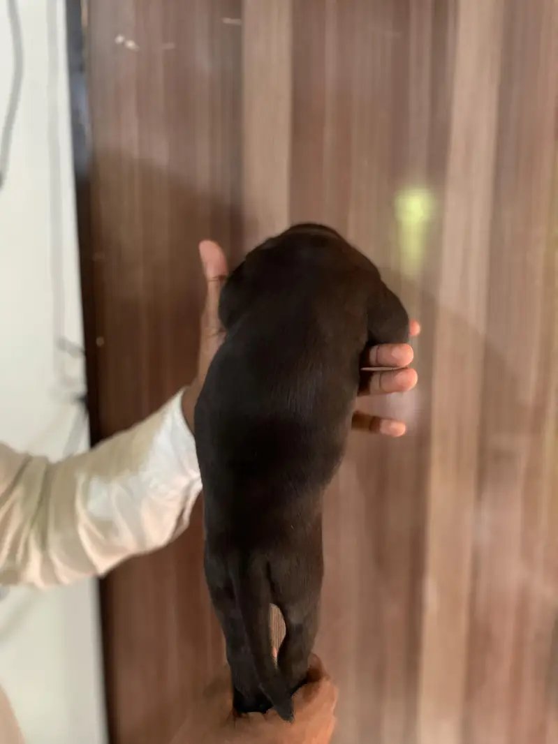 pitbull puppy — photo 7