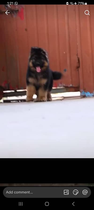German Shepherd long coat puppies for sale my WhatsApp 03493857239