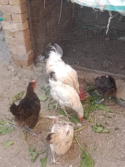 pure Desi hens