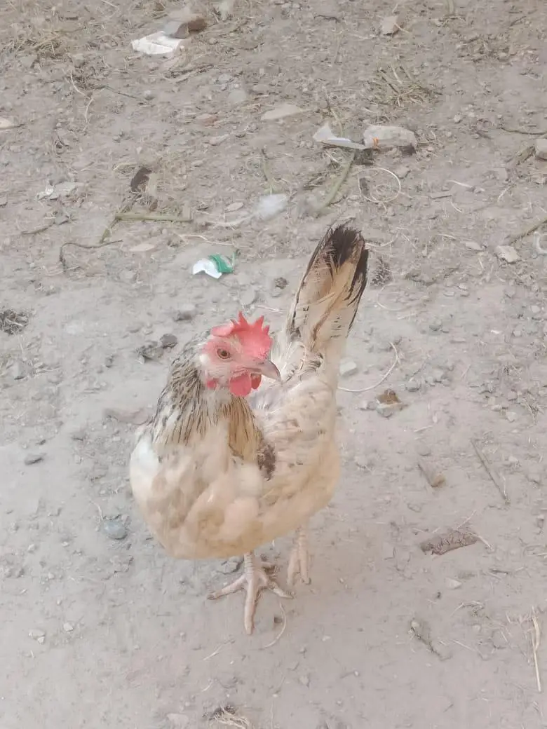pure Desi hens — photo 3