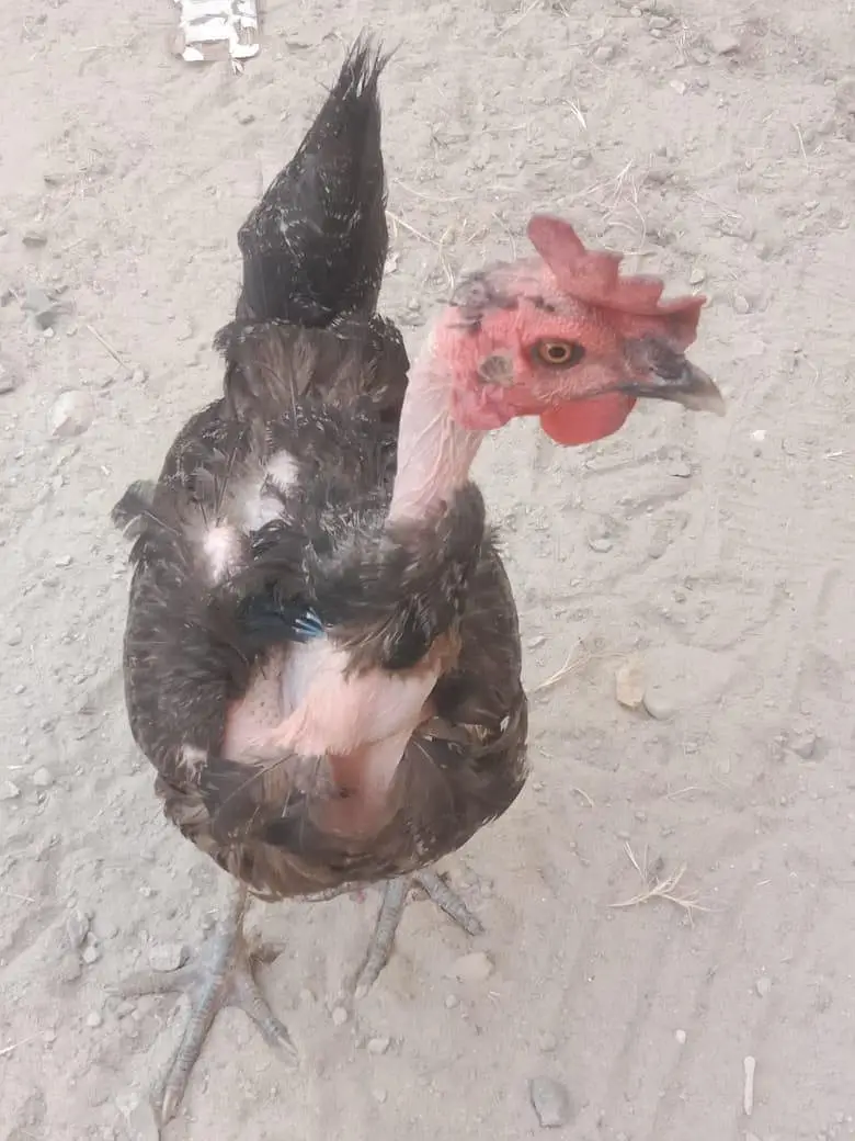 pure Desi hens — photo 4