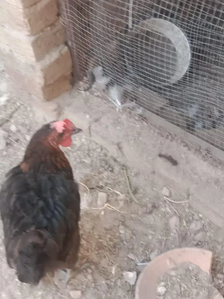 pure Desi hens — photo 5