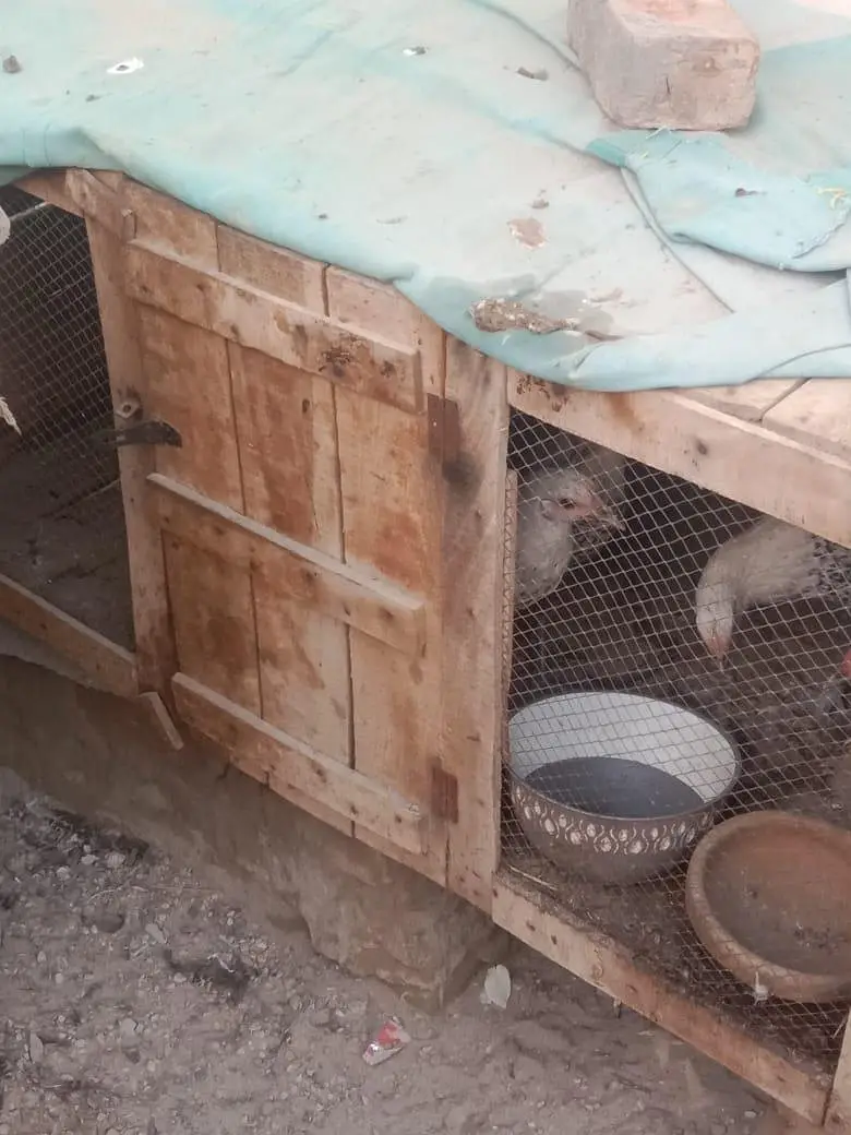 pure Desi hens — photo 6