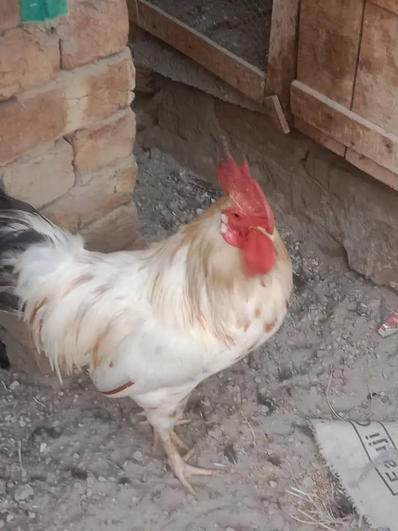 pure Desi hens — photo 7
