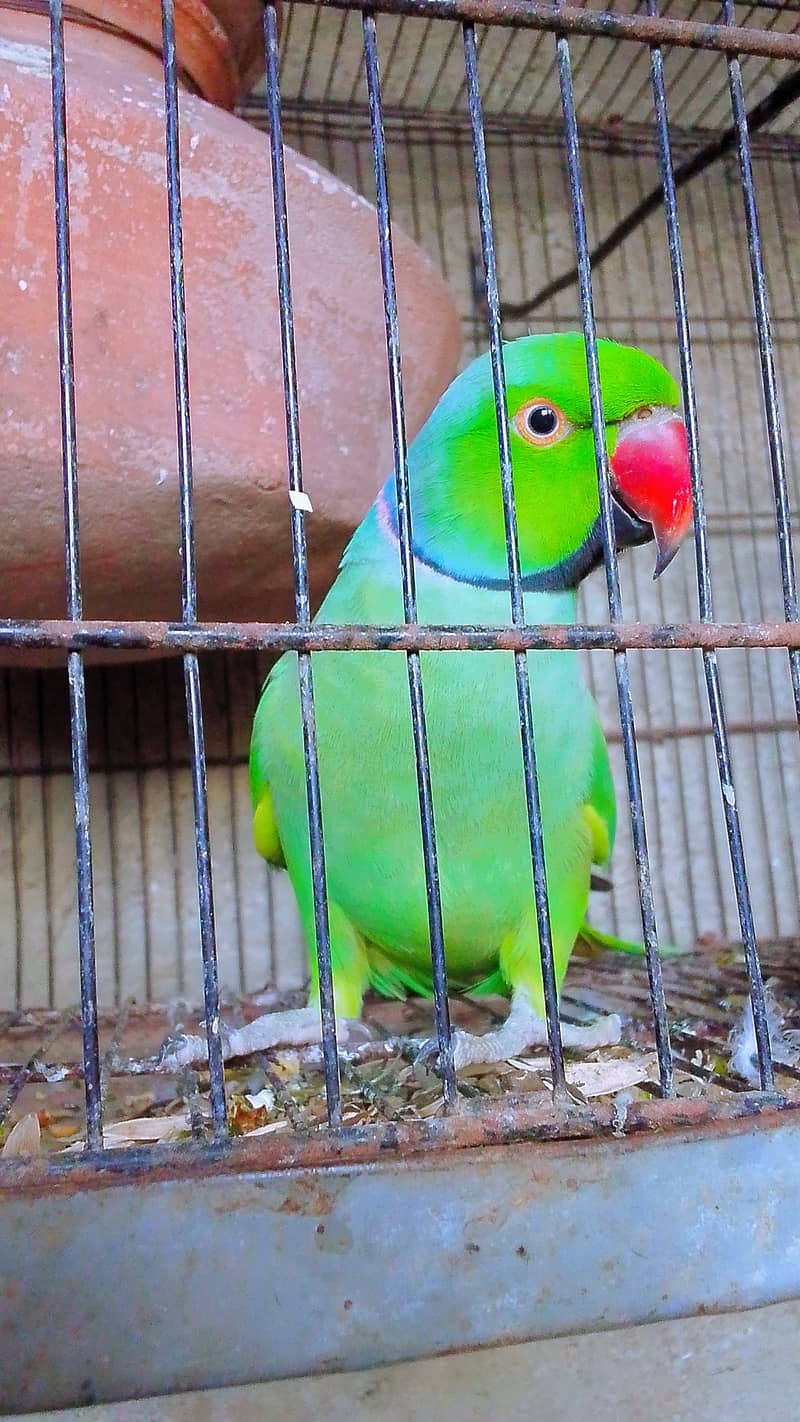 Dancing and talking parrots 0