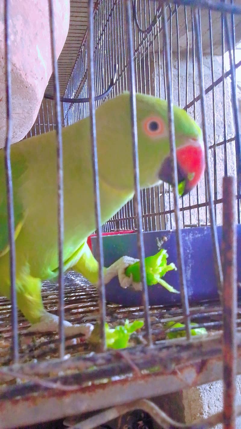Dancing and talking parrots 1