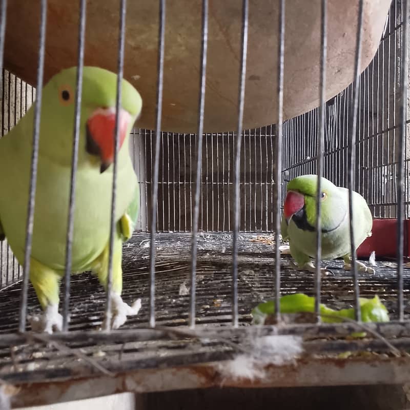 Dancing and talking parrots 2