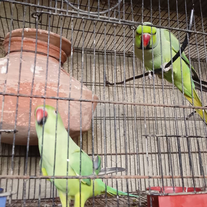 Dancing and talking parrots 3