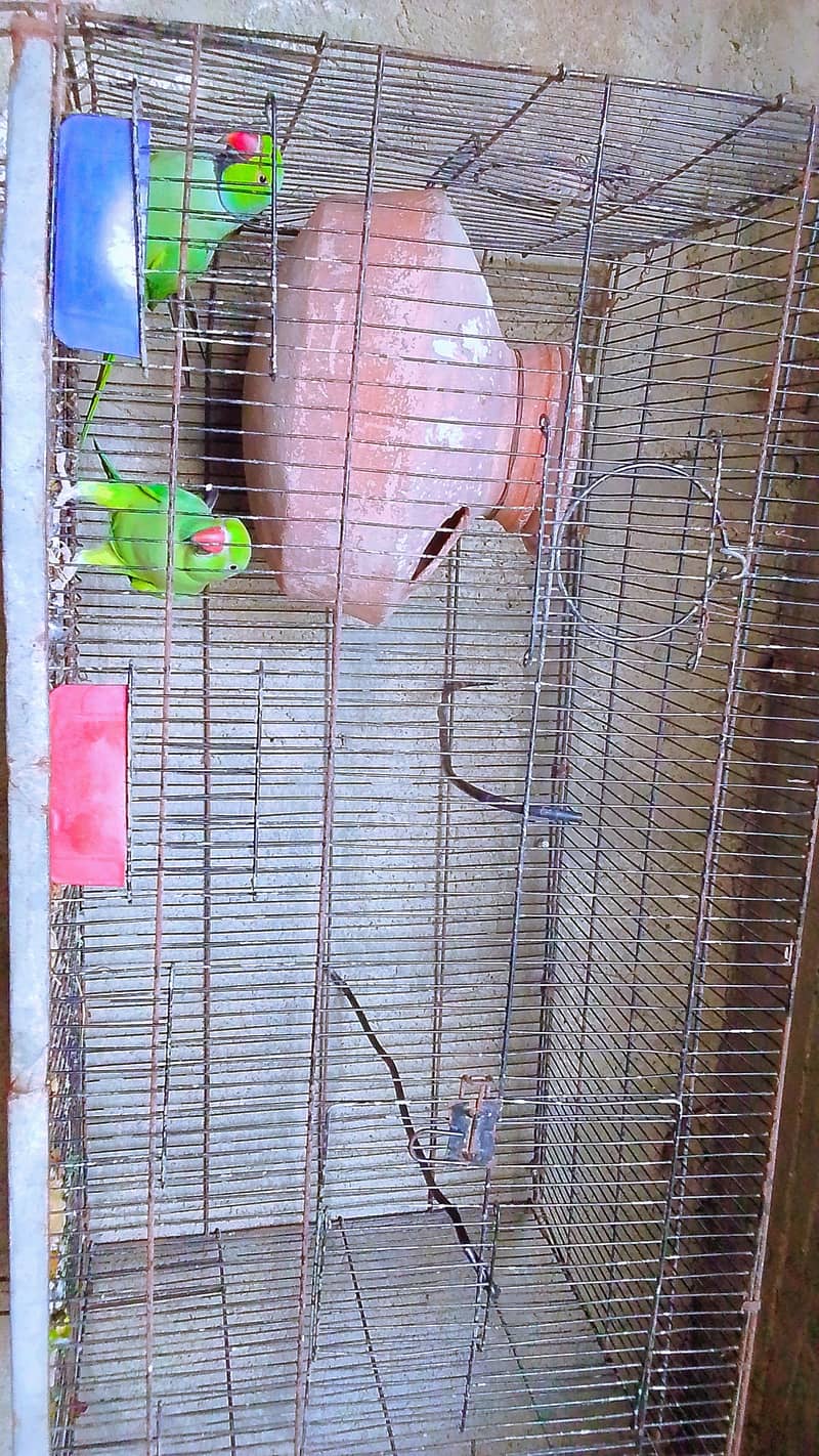 Dancing and talking parrots 4