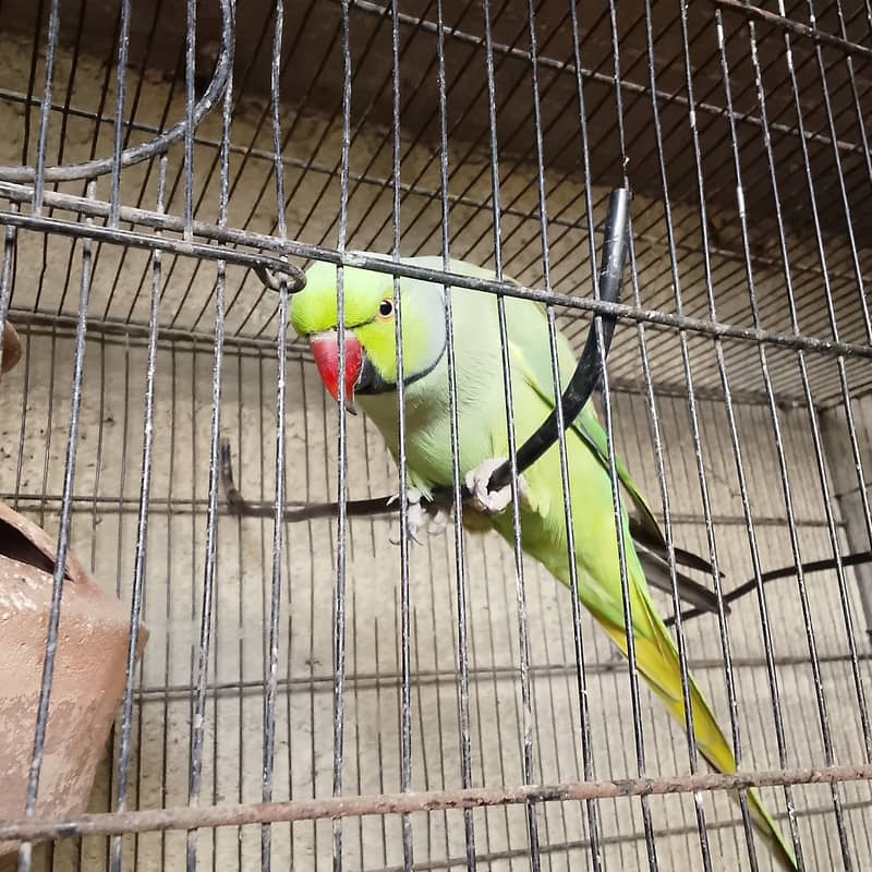 Dancing and talking parrots 5