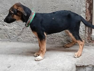 German Shepherd puppy available for sale female