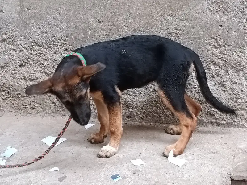 German Shepherd puppy available for sale female — photo 2