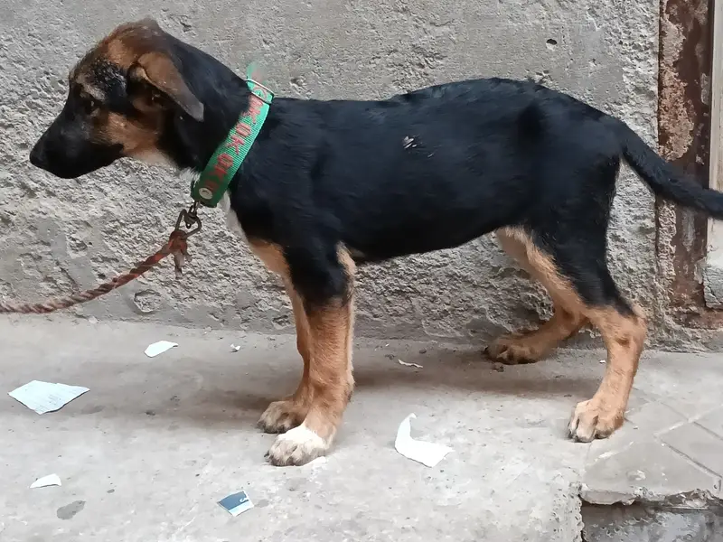German Shepherd puppy available for sale female — photo 3