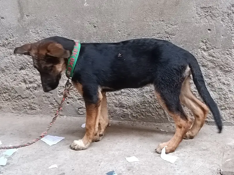 German Shepherd puppy available for sale female — photo 4