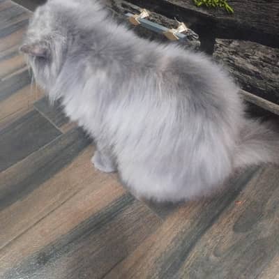 extreme punch near to peki Persian triple coat female
