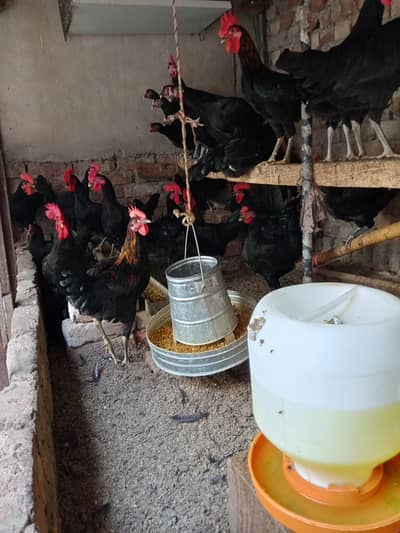 Black Australorp female and chicks