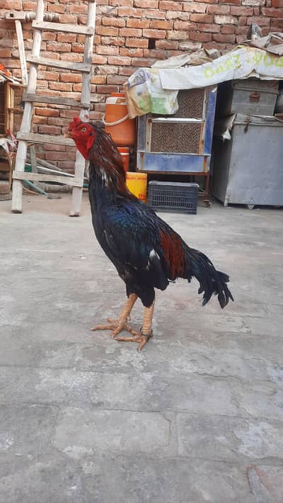 lassani breeder