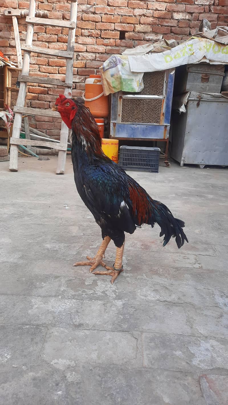 lassani breeder 0
