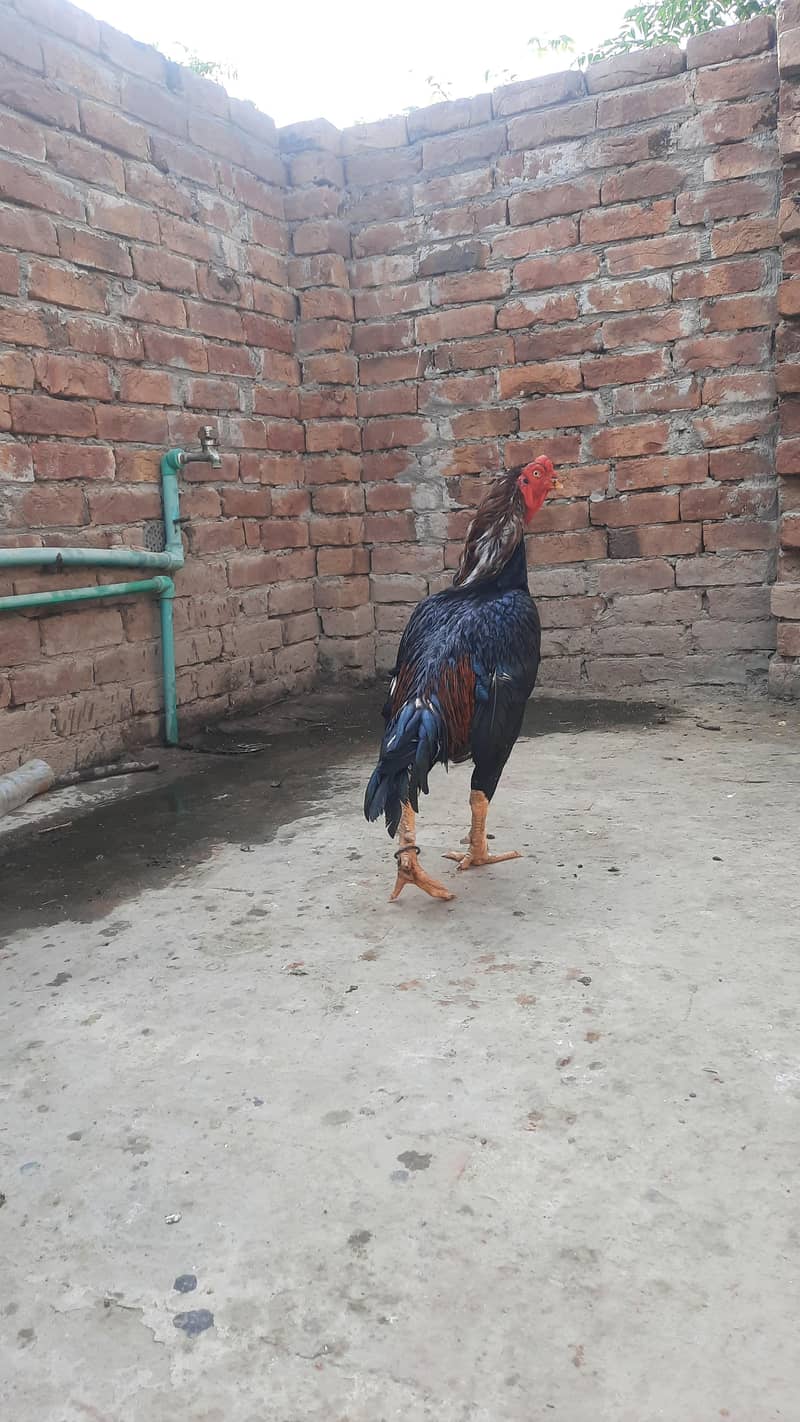 lassani breeder 1