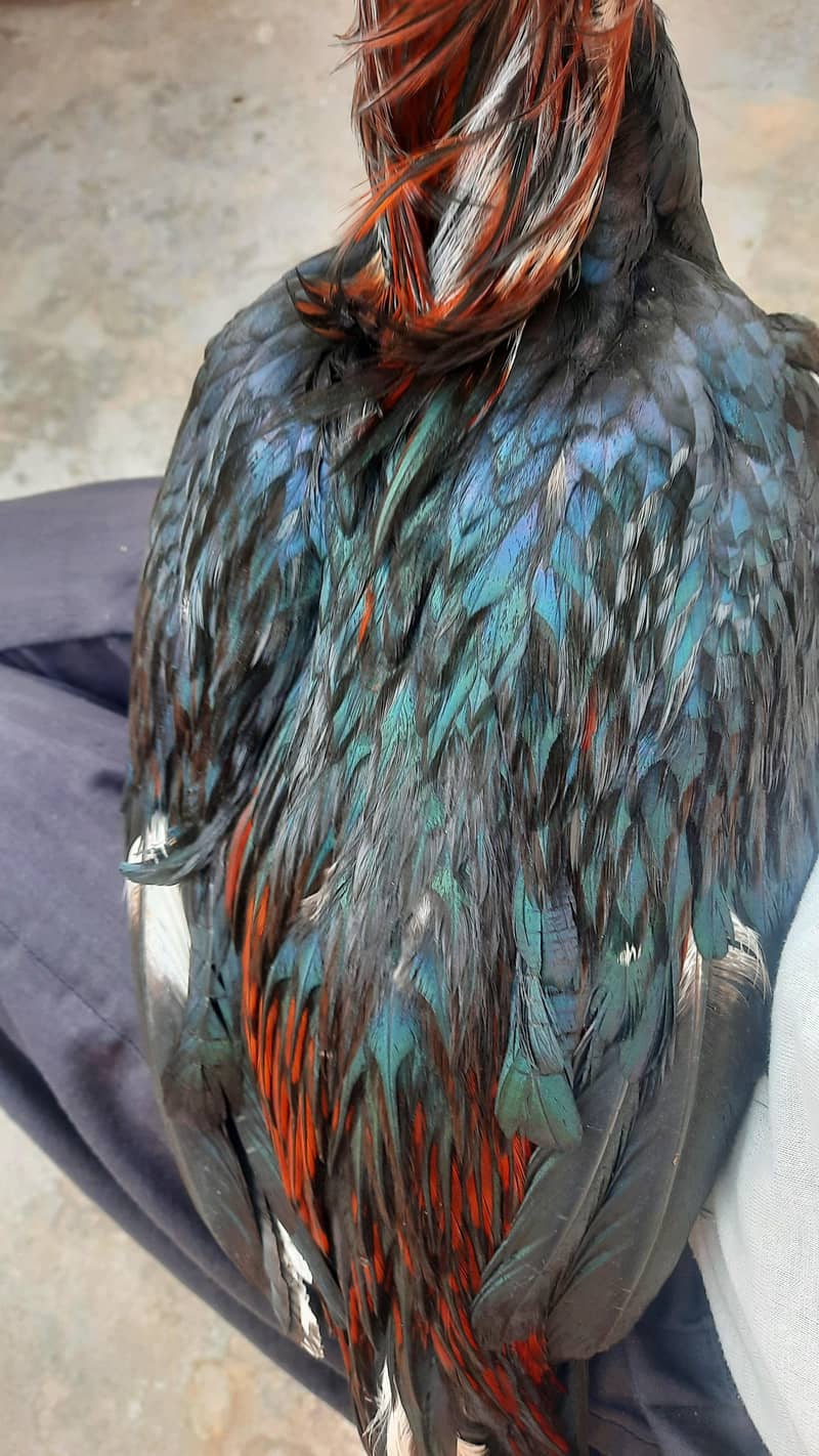 lassani breeder 2