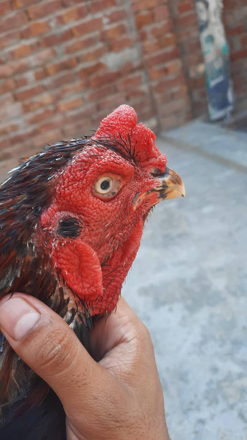 lassani breeder 3