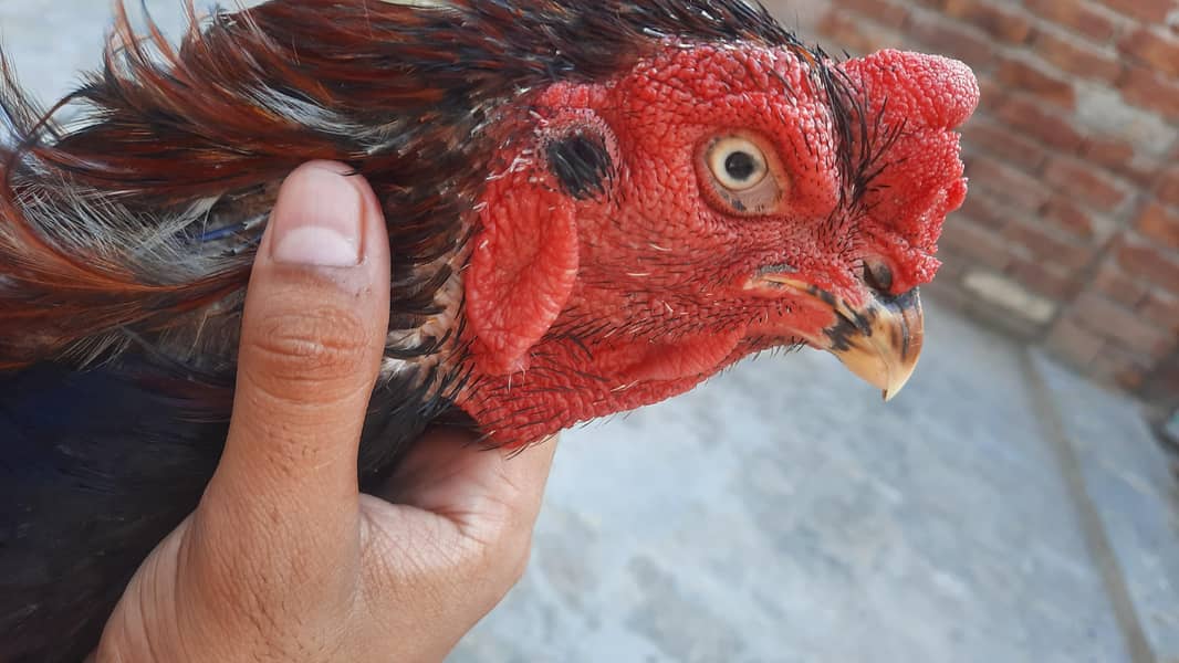 lassani breeder 4