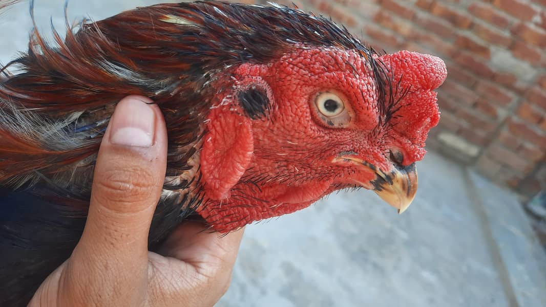 lassani breeder 5