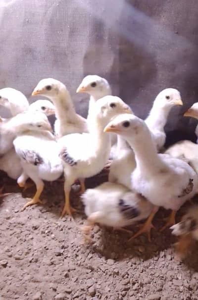 Aseel chicks /pure Aseel chicks/Aseel