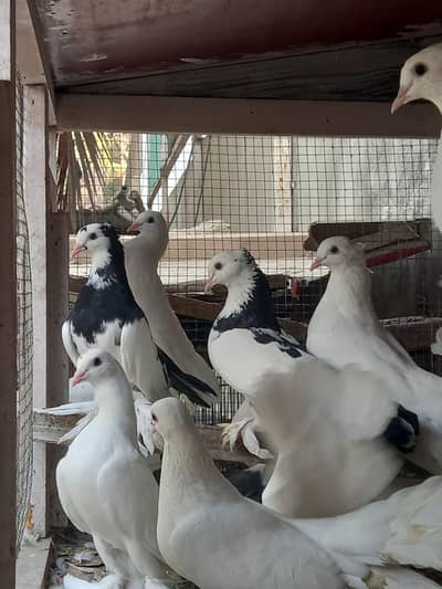 beautiful laka pigeons (breeder pair with chicks also)