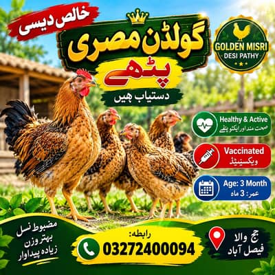 Sale sale sale Desi golden misri pathy for sale
