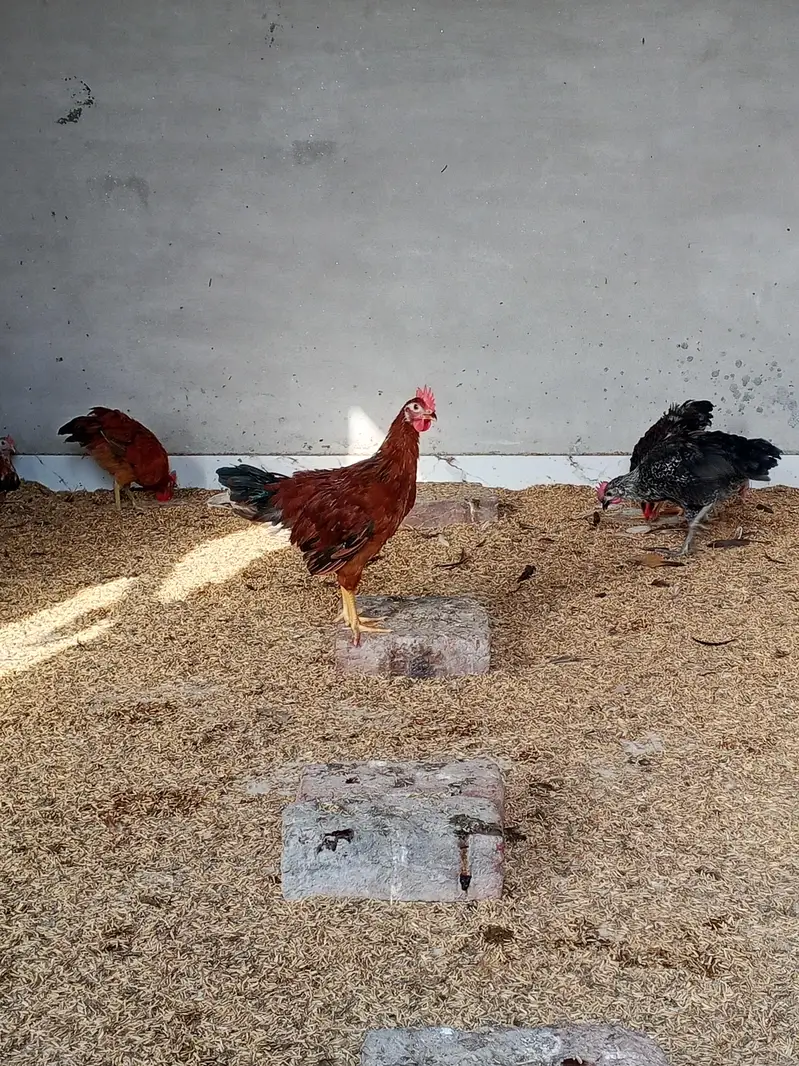 Sale sale sale Desi golden misri pathy for sale — photo 2