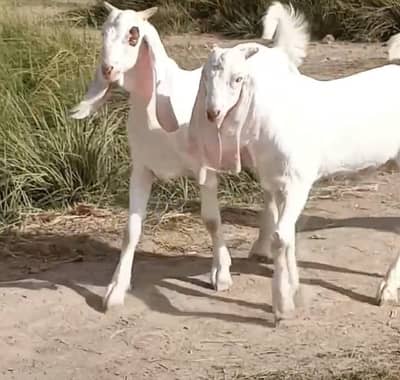 Jori For sale - Age 7-8 months