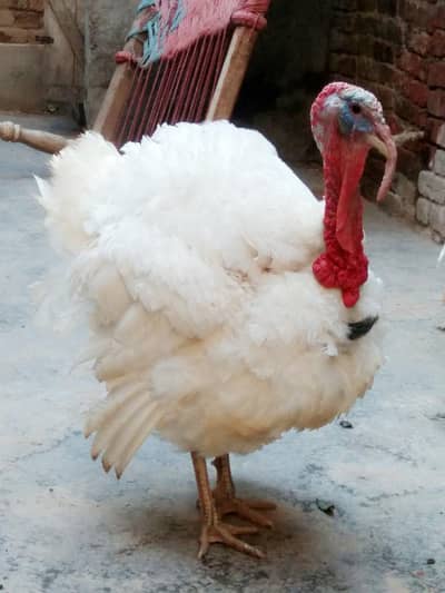 Turkey Bird Pair ( Egg Lying ) For Sale