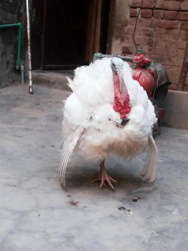 Turkey Bird Pair ( Egg Lying ) For Sale — photo 2