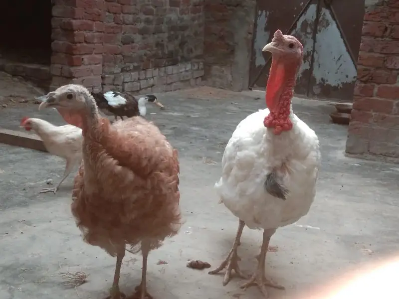 Turkey Bird Pair ( Egg Lying ) For Sale — photo 3
