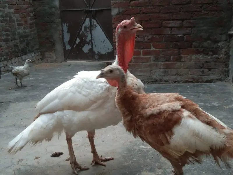 Turkey Bird Pair ( Egg Lying ) For Sale — photo 4