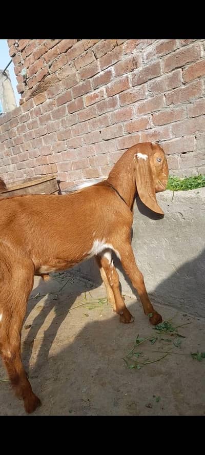 dasi bakra bacha