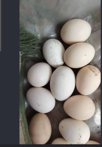 heera egg  available price 600
